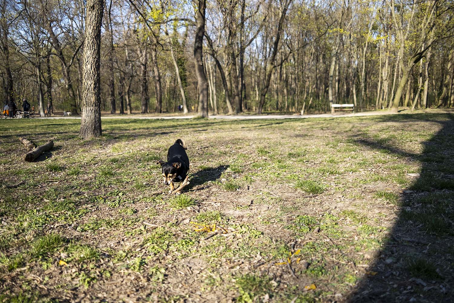 Hunde auslauf Prater